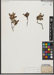 Foto von Salix waldsteiniana Willd.